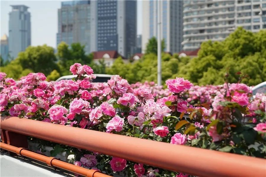月季花开上海的高架美翻了