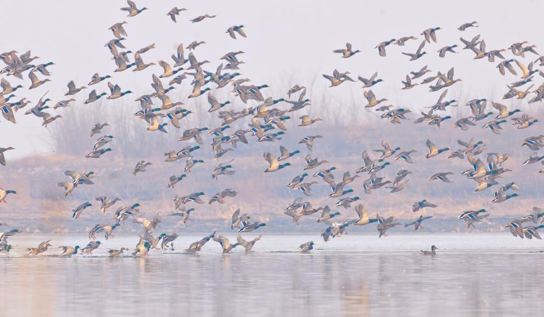 11 月下旬,江西鄱阳湖迎来越冬候鸟迁徙高峰