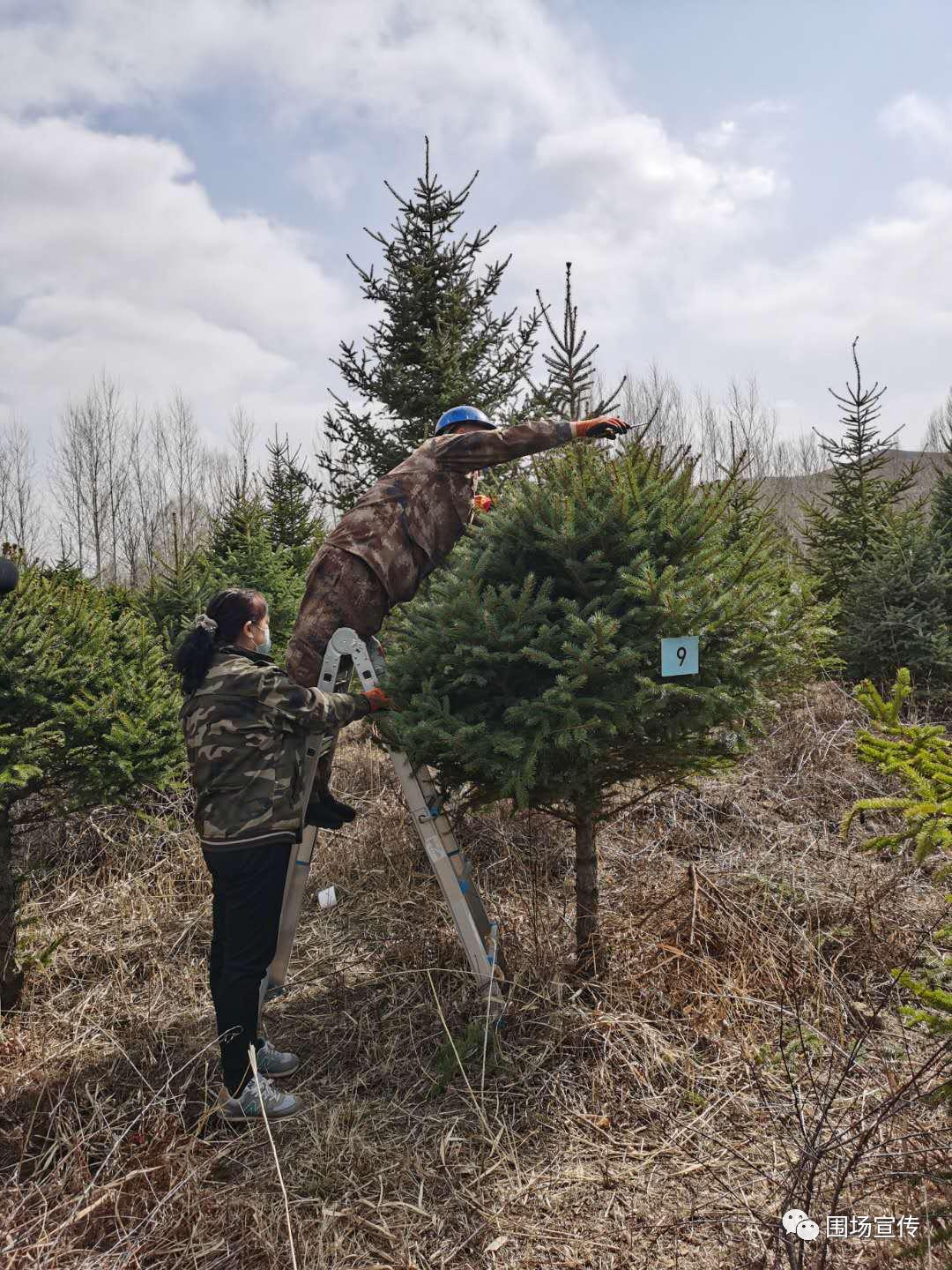 5小时内修剪造型2株云杉景观树,最终由7名裁判现场打分,评选名次.