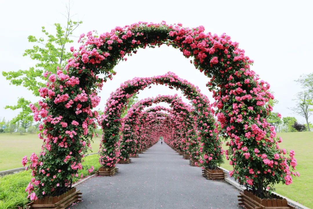 松江这处百米月季花廊太太太美了吧