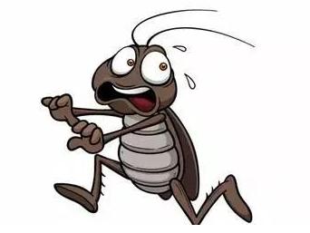 小强已出没这些方法可以消灭它们