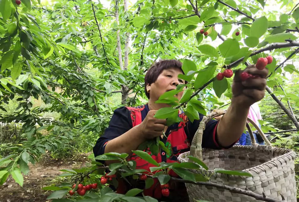 瓜果孟津|樱桃成熟季,来摘樱桃啦_澎湃号·政务_澎湃新闻-the paper