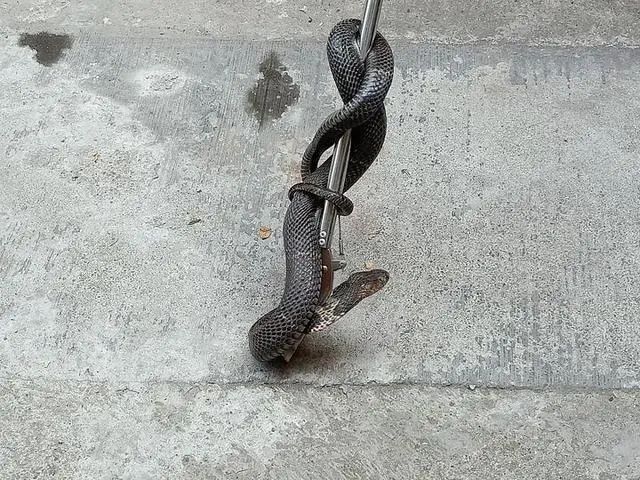 1个月抓了52条蛇杭州这帮小伙最近和蛇干上了