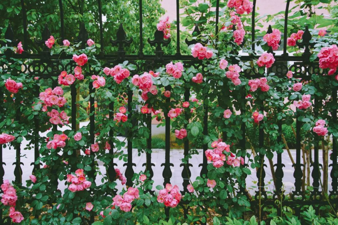 金山月季立体花墙惊艳怒放!带上妈妈一起感受五月的美丽温馨