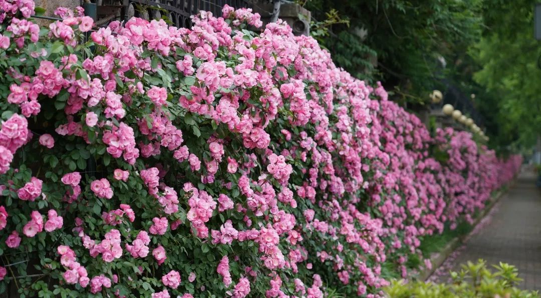 前方多图!一墙月季扮靓城市