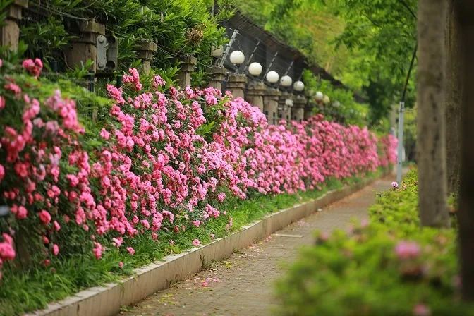 神奇动动手指为母亲们唤醒徐汇满城月季