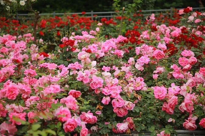 神奇动动手指为母亲们唤醒徐汇满城月季