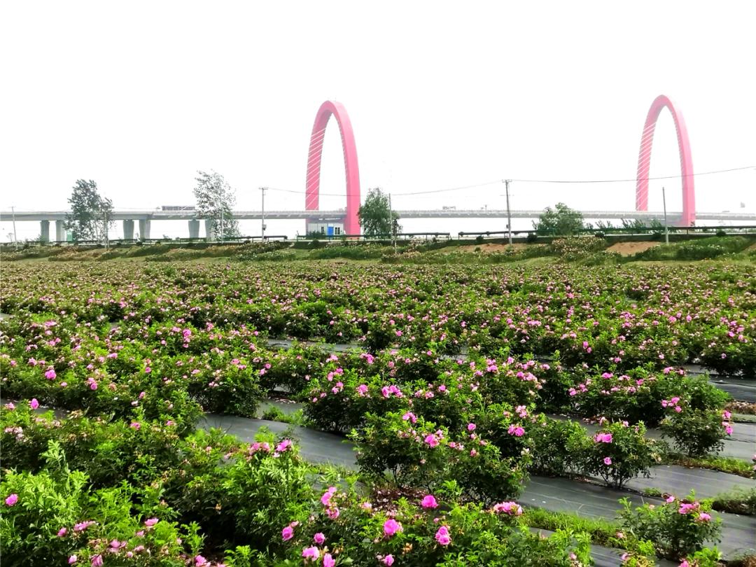 为花海画出一道美丽的天际线不远处的马鞍山长江大桥美丽的3d墙绘与