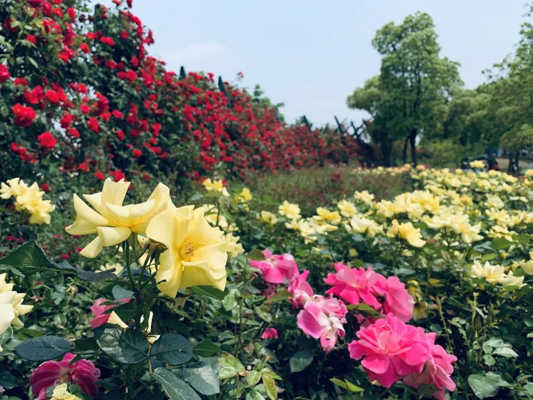 花期持續到五月底顧村公園月季園等你來打卡