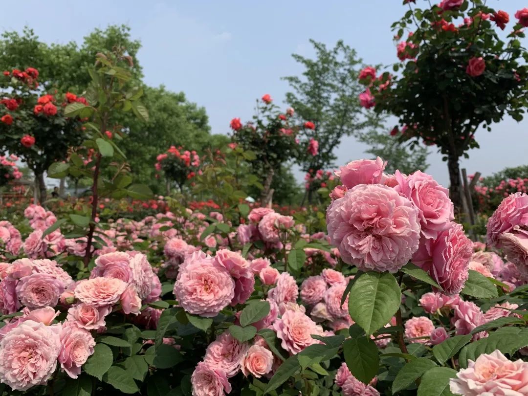花期持续到五月底顾村公园月季园等你来打卡