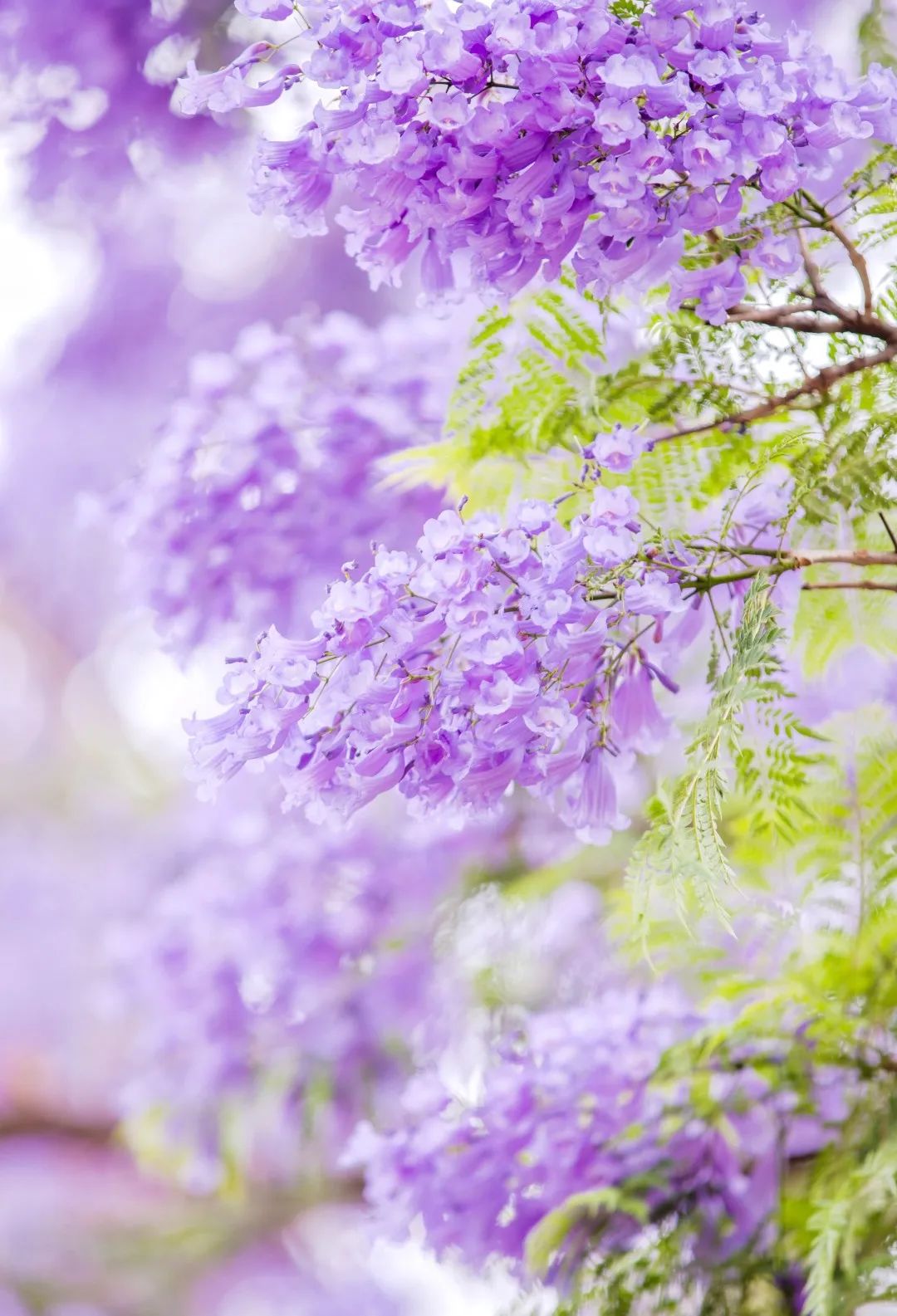 双彩虹刚刚红过成都蓝花楹又上热搜