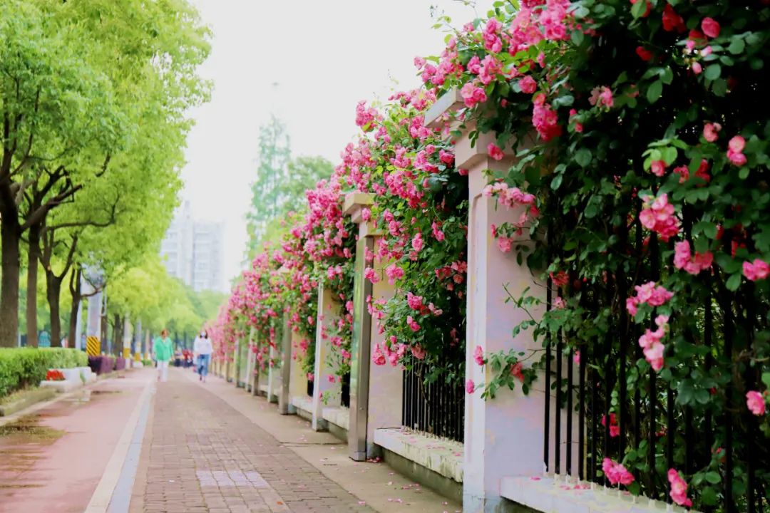 "城市花带",在归昌路,博兴路,巨峰路,胶东路等道路围墙边种植藤本月季