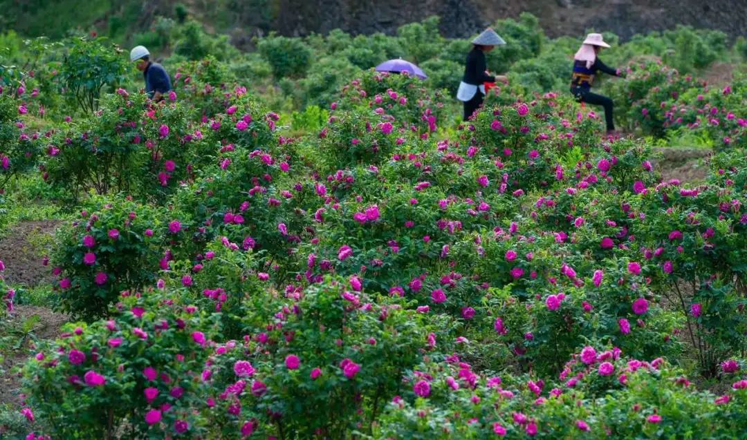 文成这片玫瑰花海盛开,不仅鼓了村民钱包,还能浪漫你的初夏