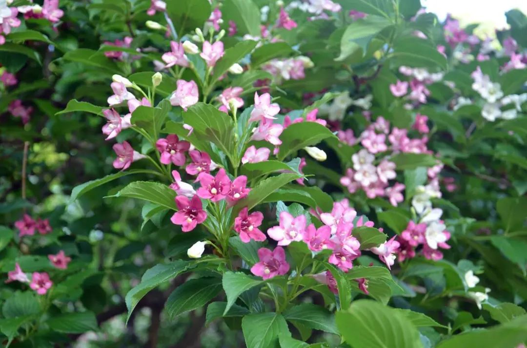 方塔园五色海棠花开正艳