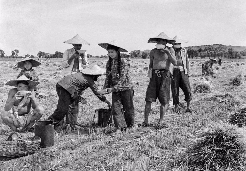 会(1977年)麦收期间学生放假,帮助生产队割麦子(1976年)收麦子之前