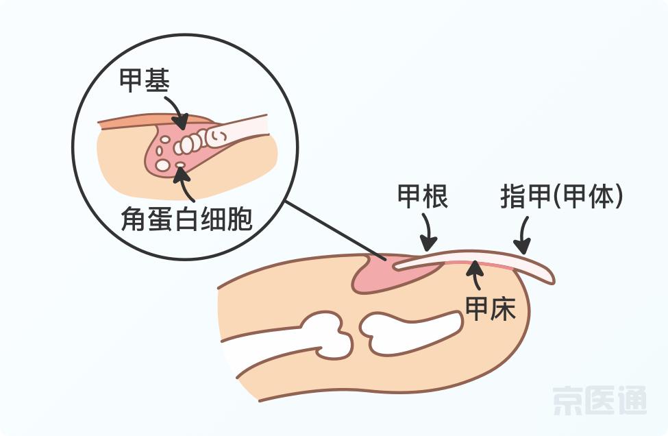 指甲上没月牙 有横线 长倒刺 是身体出问题了吗 湃客 澎湃新闻 The Paper