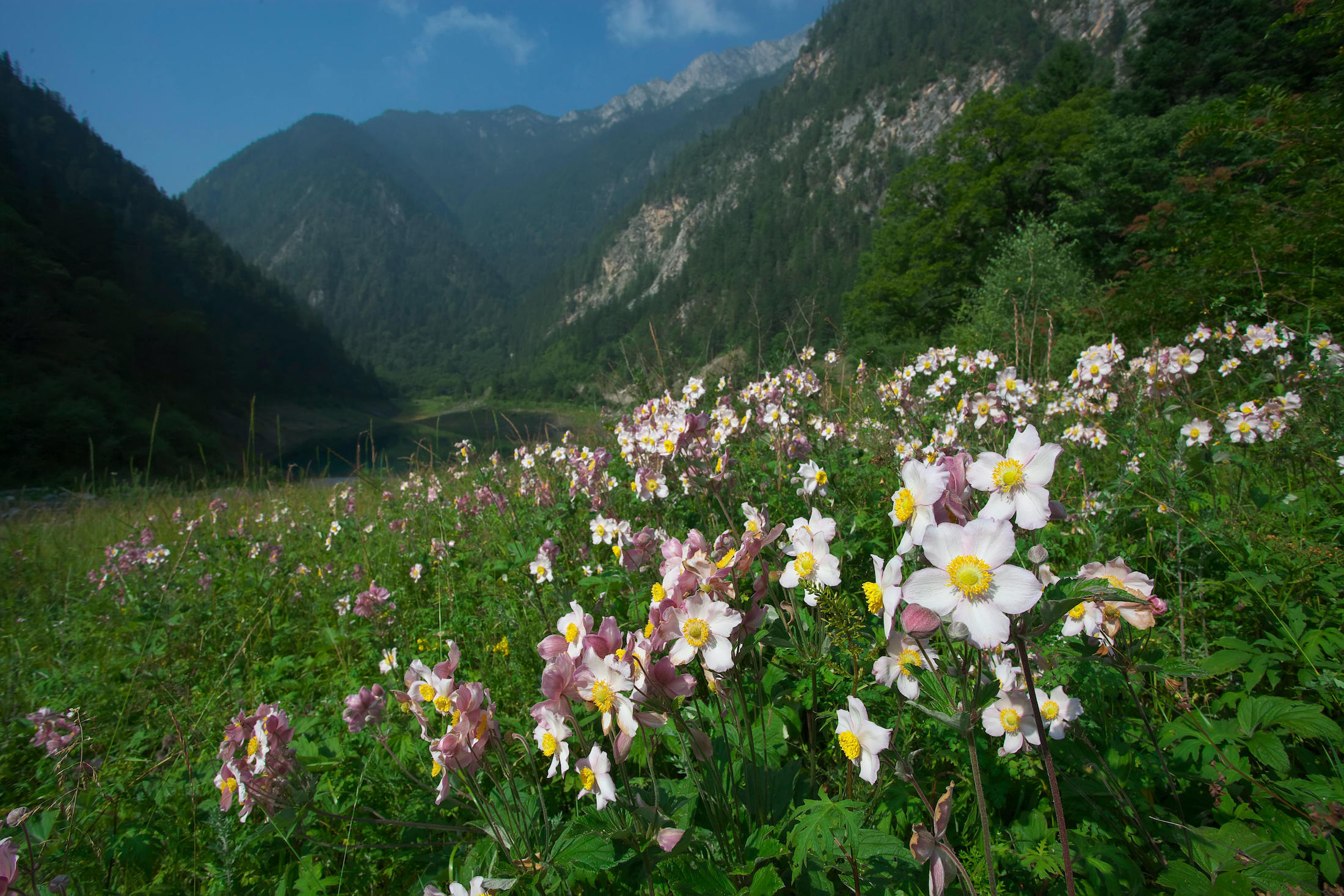 九寨沟的葡萄叶海葵 。图片来源:Alamy