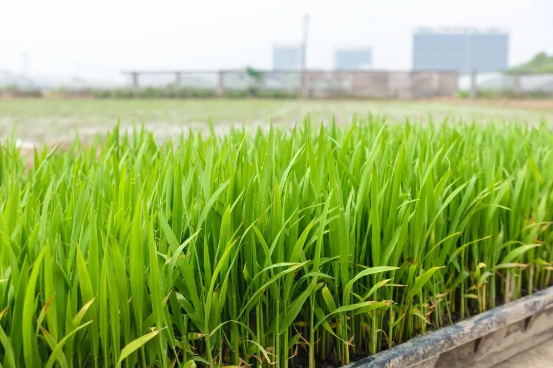 机器插秧飞飞快,一起来看嫩嫩绿的"国庆稻"