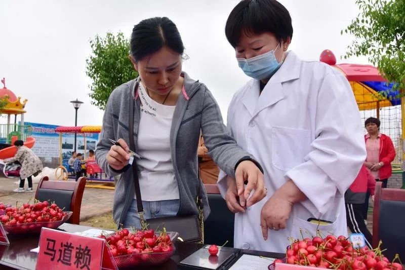 县委书记杨劭春说,"近年来,我们孟津县通过举办樱桃采摘节活动,不仅叫