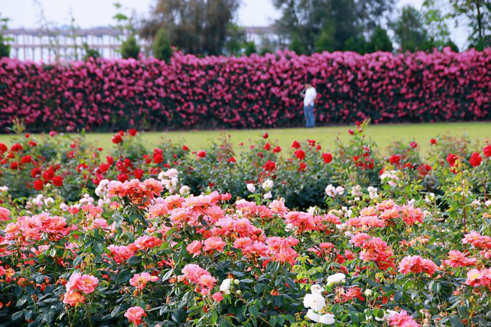 美若仙境三门这片月季花海惊艳了这个初夏错过再等一年