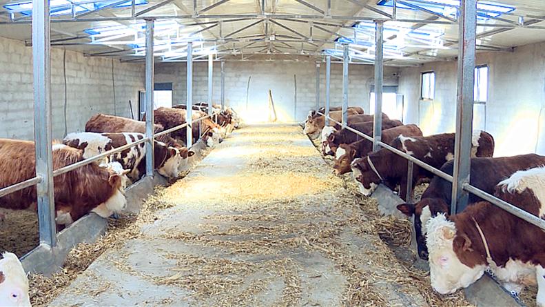 马宏臻我们想通过建设一个牛厂,把先进的养牛技术教给咱们的农户