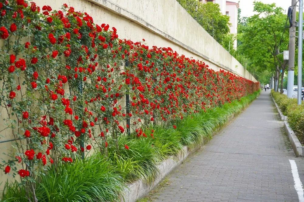超2公里的浪漫花墙就在百花街区不容错过的繁花之约