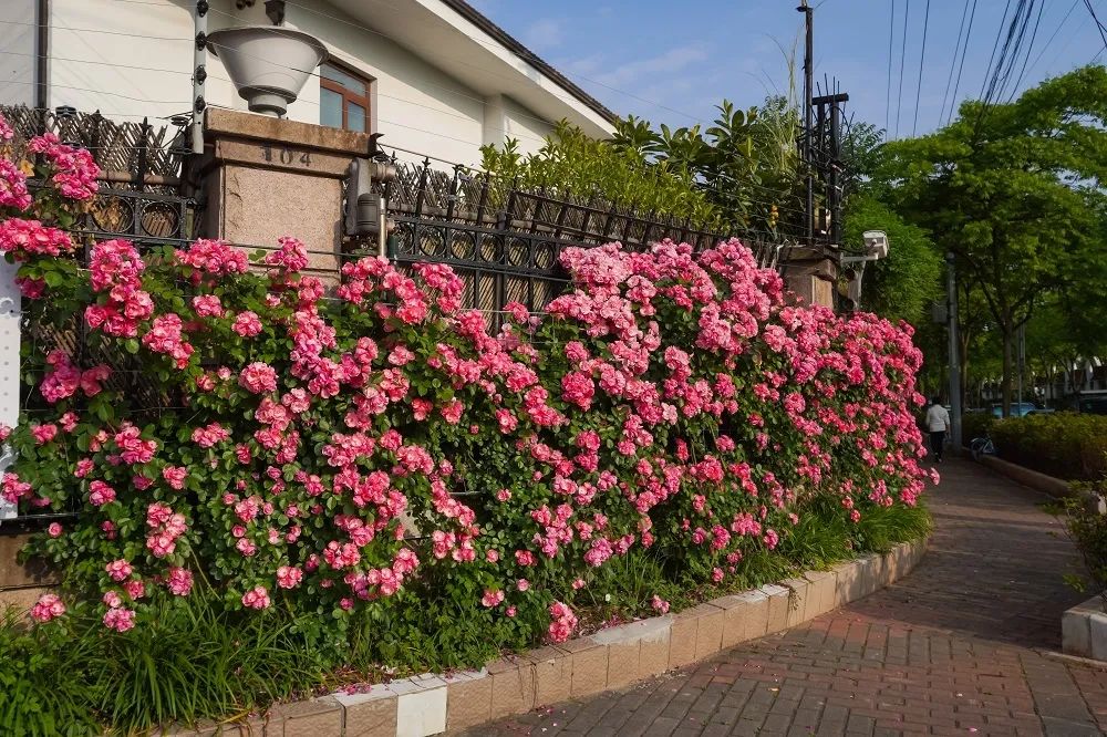 作者:康健街道原标题:《超2公里的浪漫花墙就在百