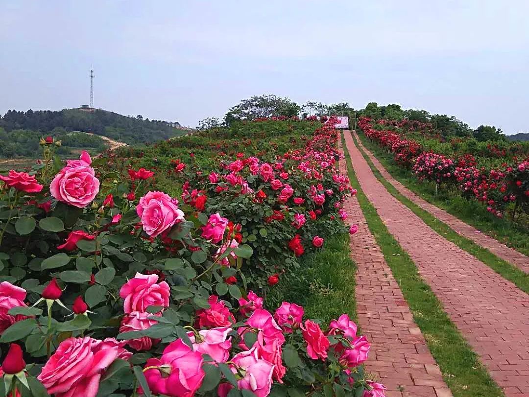 湖北的初夏从这些绚丽多彩的玫瑰花海开始