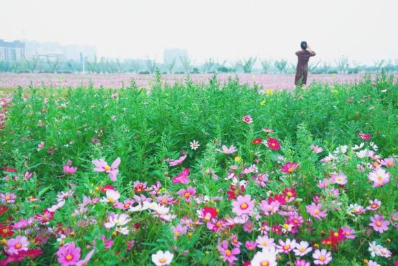 还记得港闸那片网红格桑花地吗 今又花开 静等君来