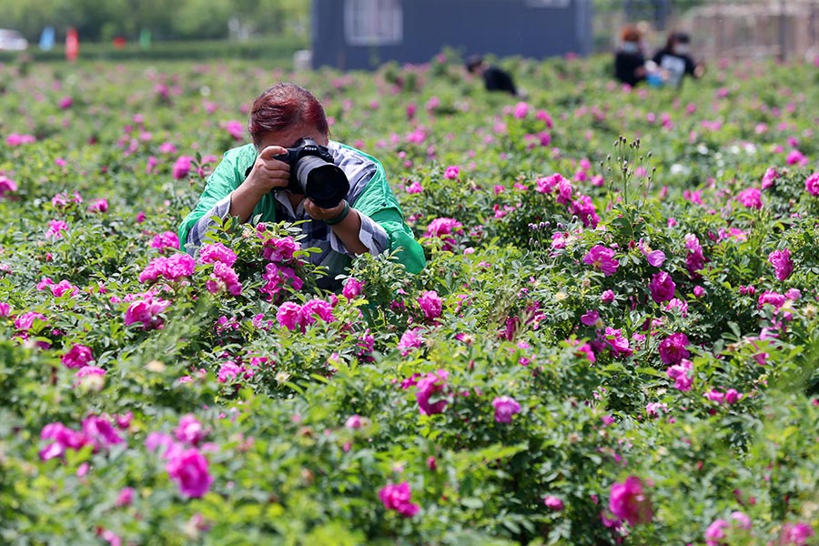 定格(潍城区望留街道一玫瑰园)