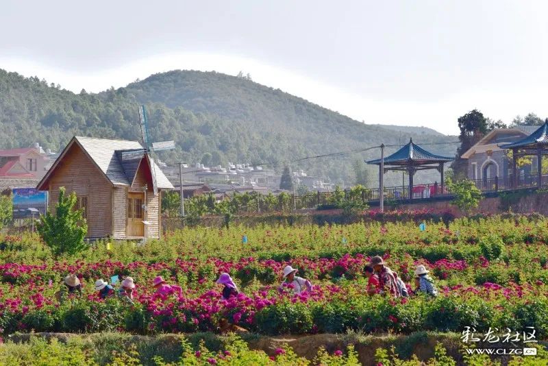 安宁八街万亩玫瑰盛开央视都来航拍了