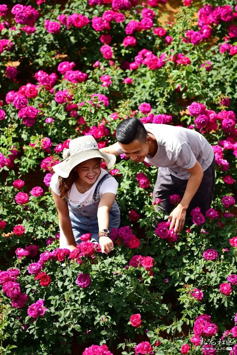 2020年5月6日,走进一年一度的安宁八街《玫瑰之约芬芳之旅》相连村.