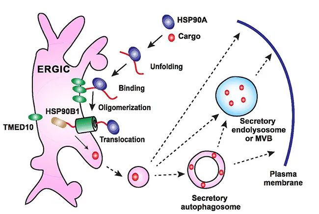 蛋白通常具有n端信號肽序列以指導新生多肽鏈進入內質網(endoplasmic