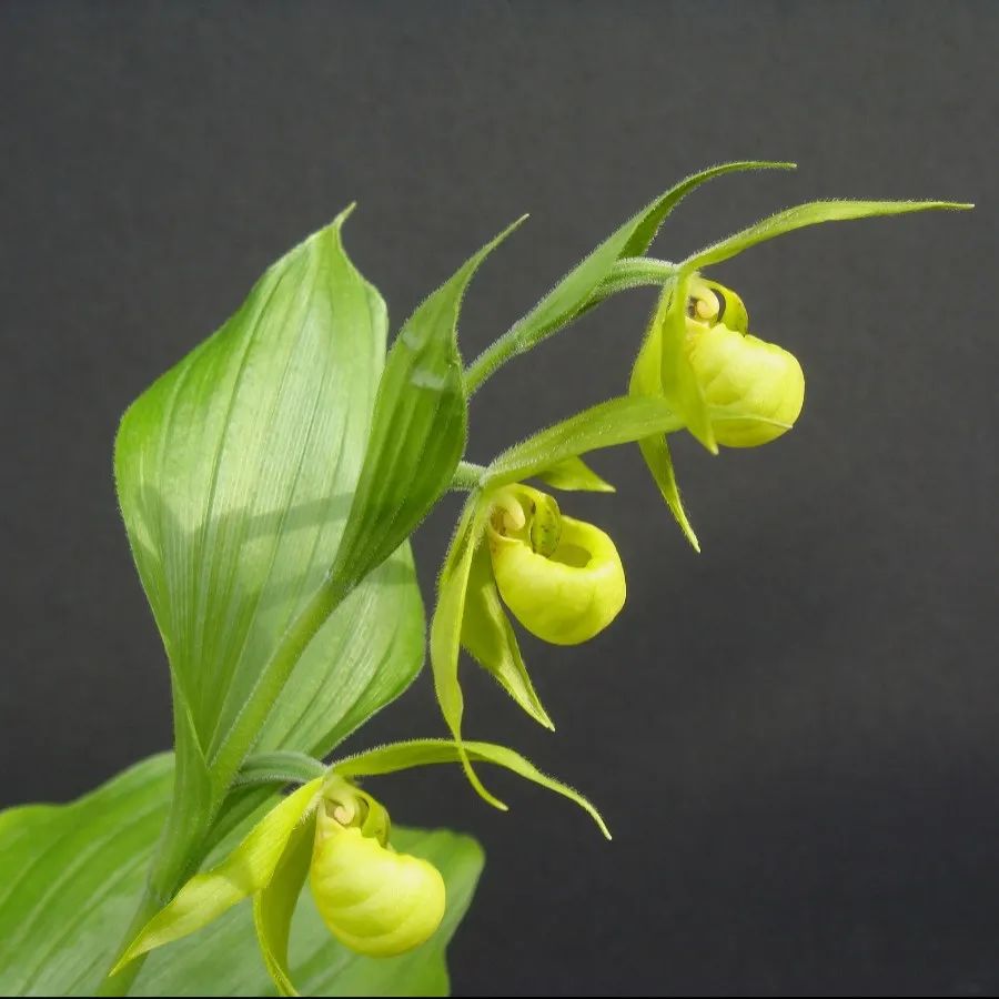 女神的拖鞋杓兰