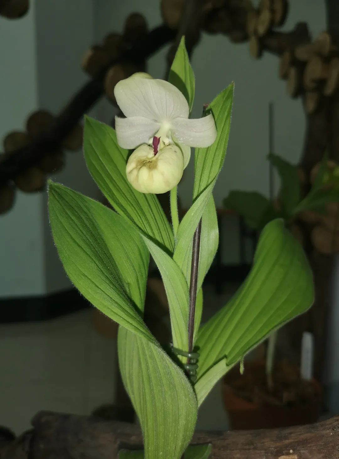 女神的拖鞋杓兰