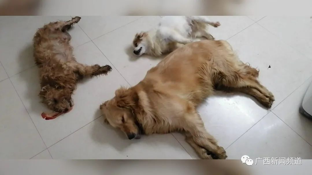 何先生:当天我回来的时候没有听见狗叫,感到比较奇怪.