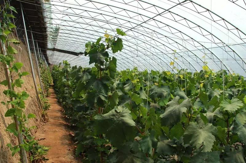 葡萄大棚夏黑红巴拉多目前示范区内主要种植的葡萄品种为红巴拉多和