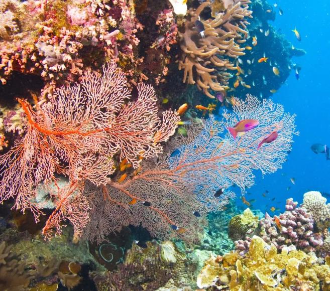 共生藻充足时珊瑚呈现出各种颜色 图/debra james shutterstock也就