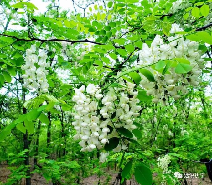 南戴河的槐花海一首《槐花海》唱遍了大江南北,使南戴河享誉神州大地.