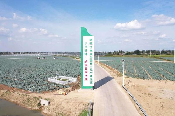 五月的江苏省响水县南河镇,微风不燥,阳光正好.