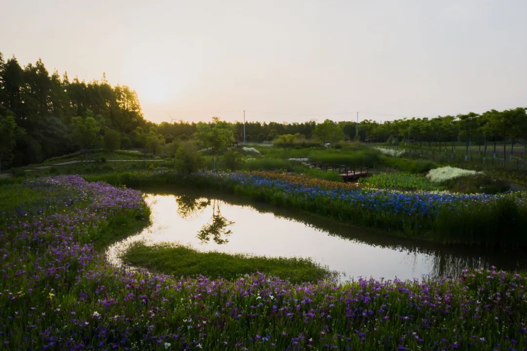 鸢尾盛开上海植物园长兴岛基地美如画