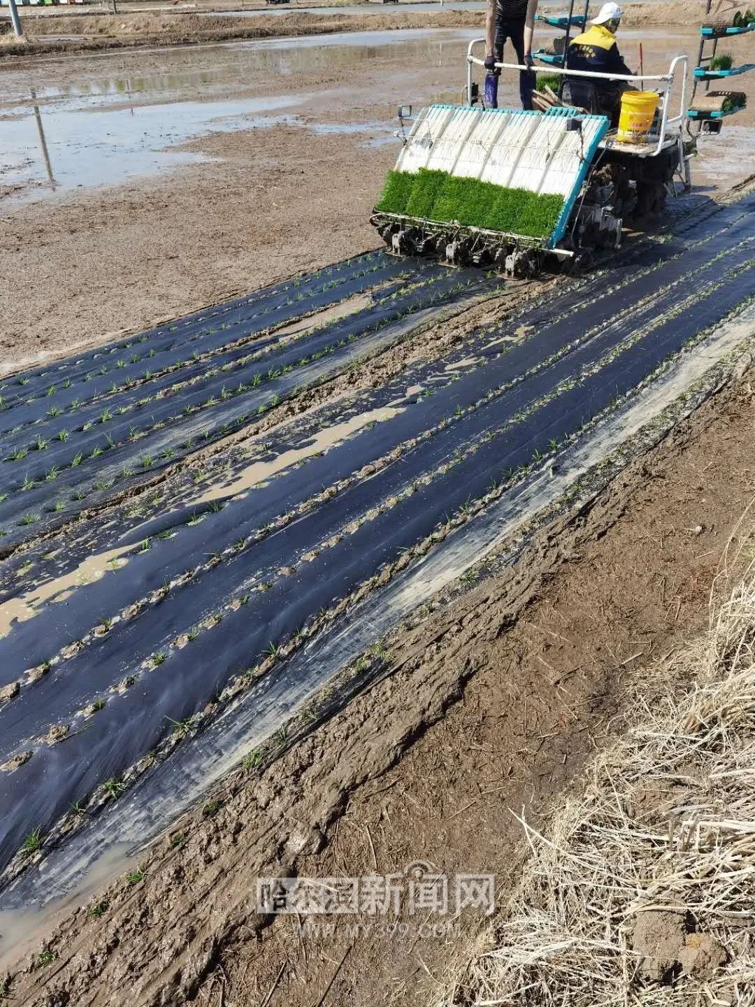 通河"最美稻田"覆膜插秧|下个月放小鸭子