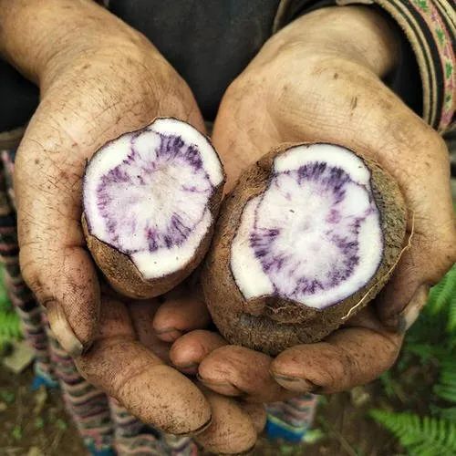 (一)|上过《舌尖》的乌洋芋