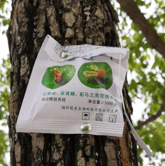 桂花,香樟,石榴树上的柑橘全爪螨,石榴小爪螨等螨类害虫