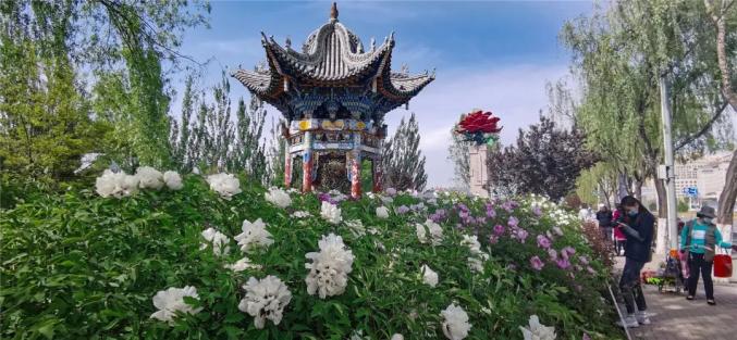 临夏河州牡丹文化公园图片