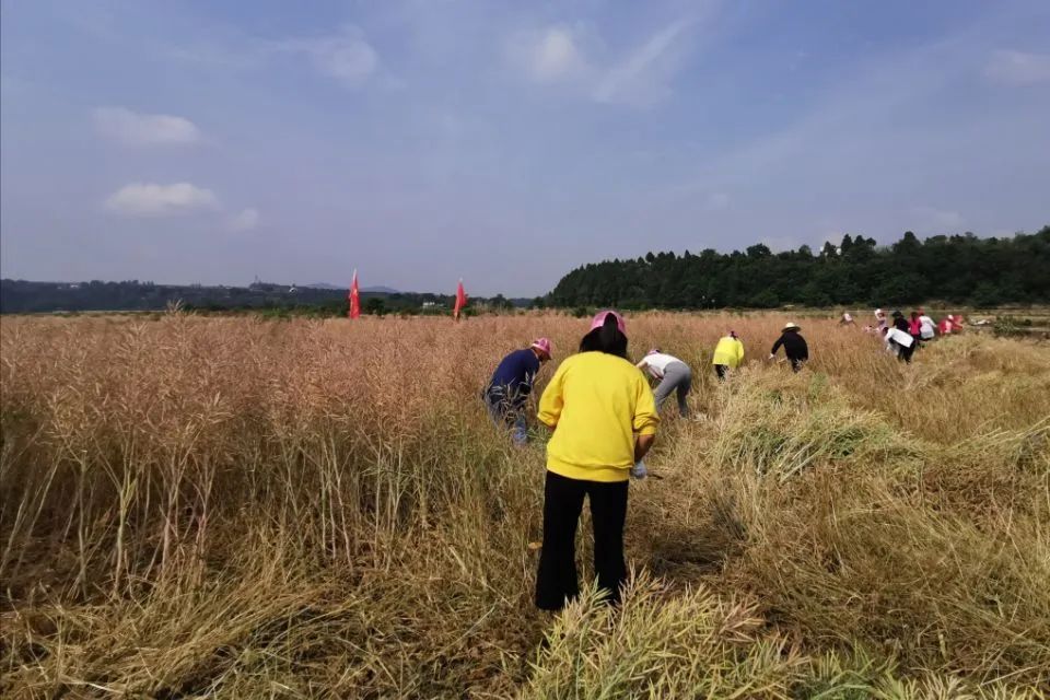 梓潼县妇联联合宏仁镇妇联开展 "巾帼志愿助农收"活动