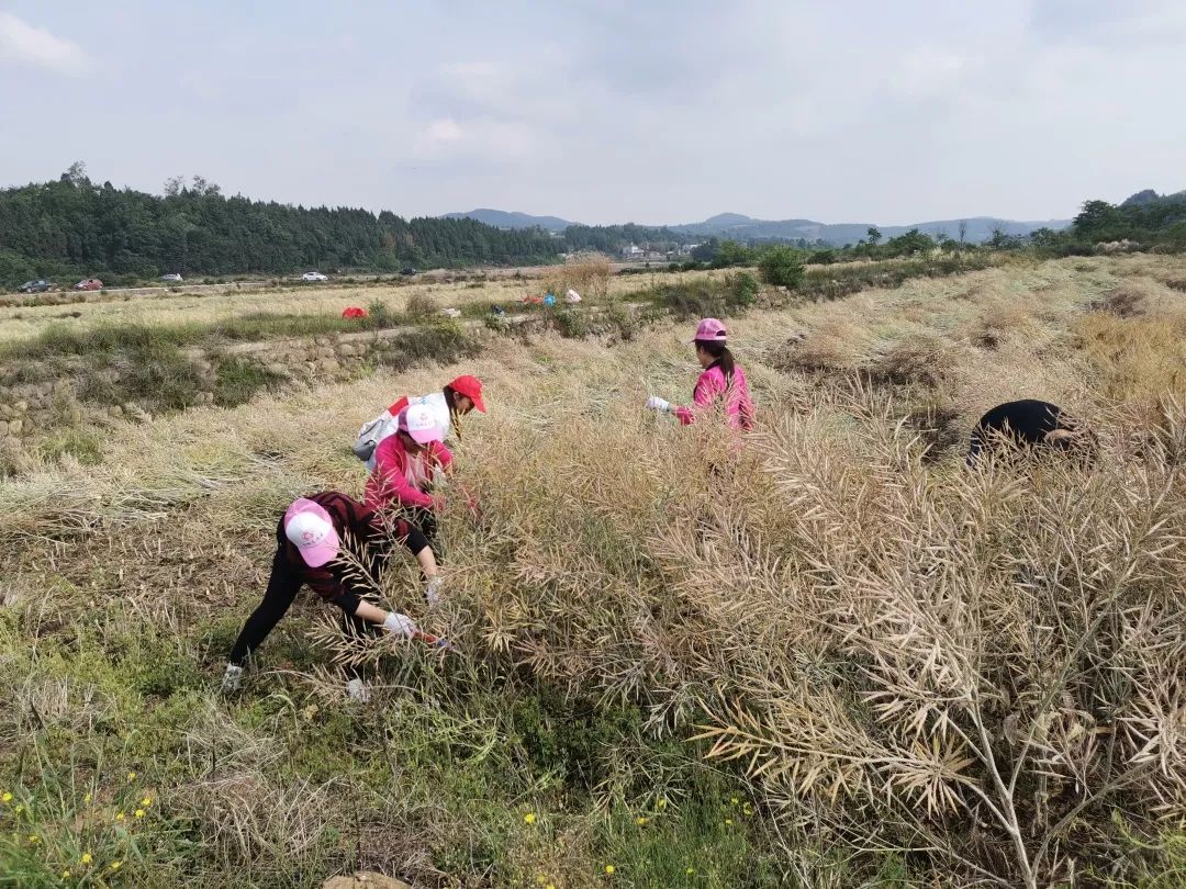 梓潼县妇联联合宏仁镇妇联开展 "巾帼志愿助农收"活动