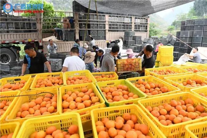 人民日報廣西發展特色產業助力脫貧攻堅