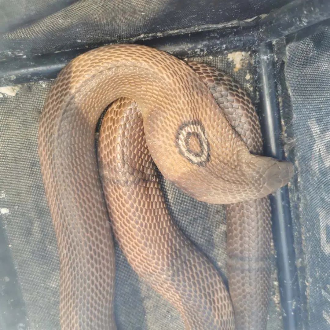 眼镜蛇不要主动攻击它们,请及时避让,同时迅速向森林公安机关和野生