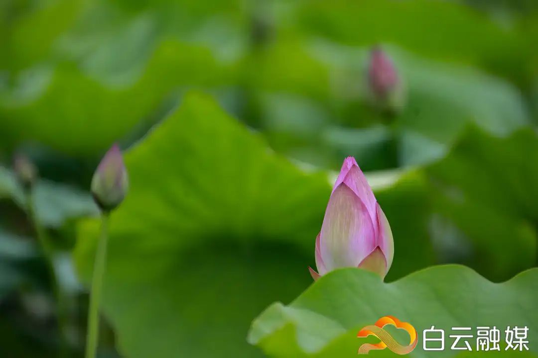 小荷已露尖尖角周末一起去白云湖赏荷吧